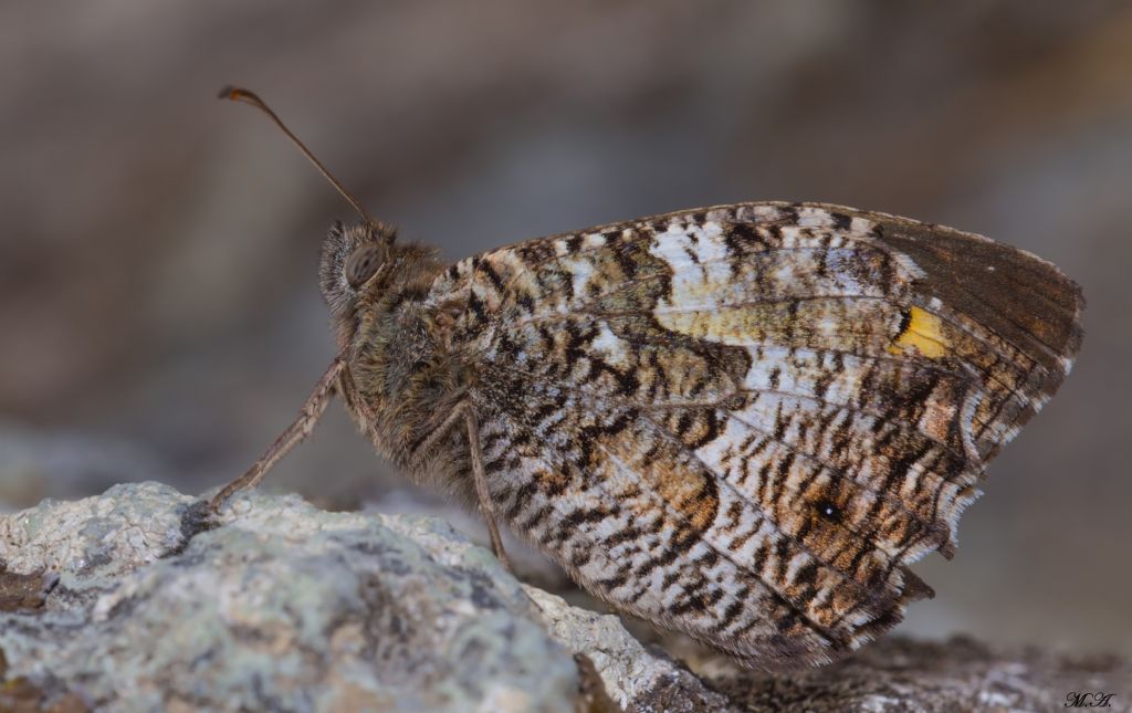 Alla ricerca dell''Hipparchia neapolitana (richiesta id n.1)